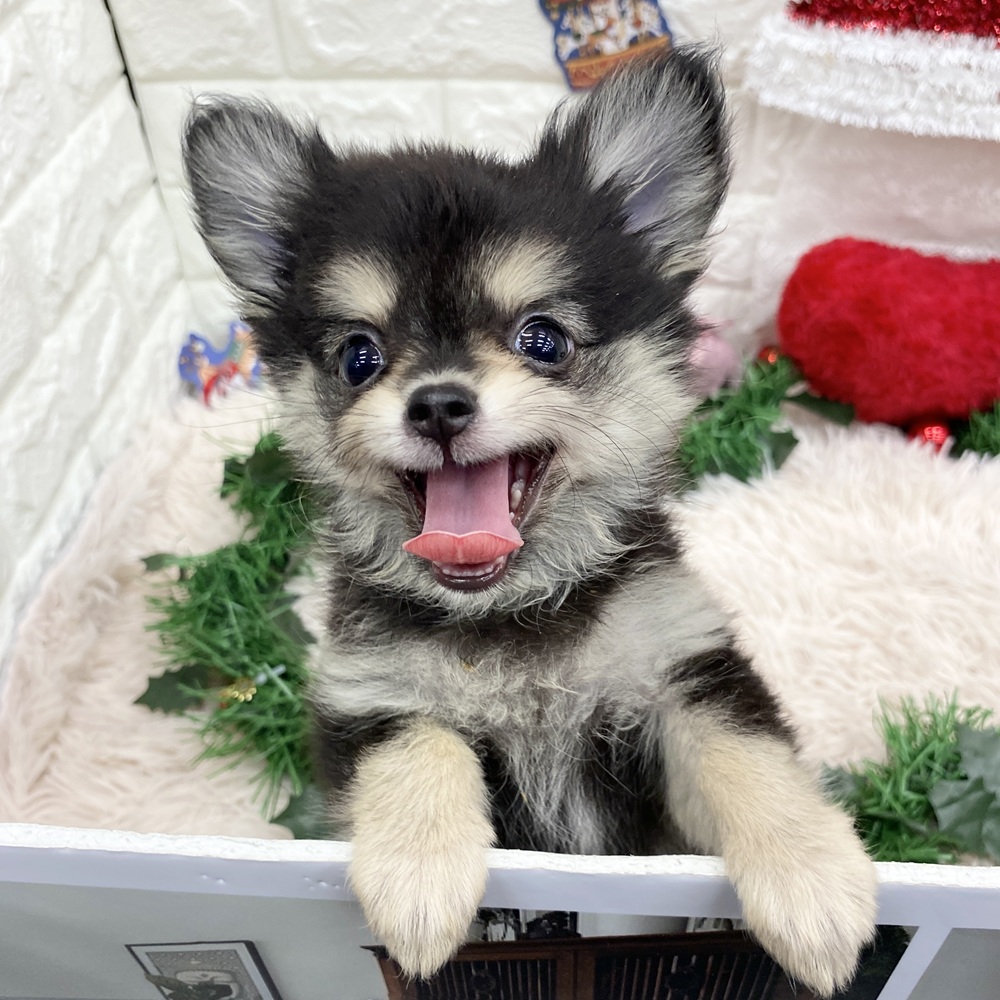 愛知県のポメチワ/チワポメ/ポメチー(ポメラニアン×チワワ) (犬の家＆猫の里MEGAドン・キホーテ東海名和店/2025年9月29日生まれ/女の子/ブラッククリーム)の子犬の2枚目の画像