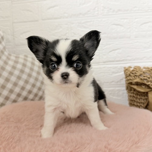 チワワ(ロング)女の子の写真