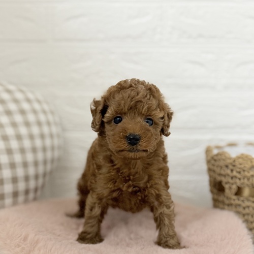 トイプードル女の子の写真