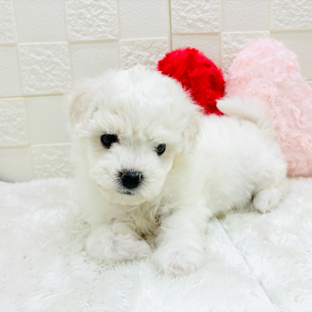 愛知県のビションフリーゼ (犬の家＆猫の里アミーゴ神の倉店/2025年10月14日生まれ/女の子/ホワイト)の子犬の2枚目の画像