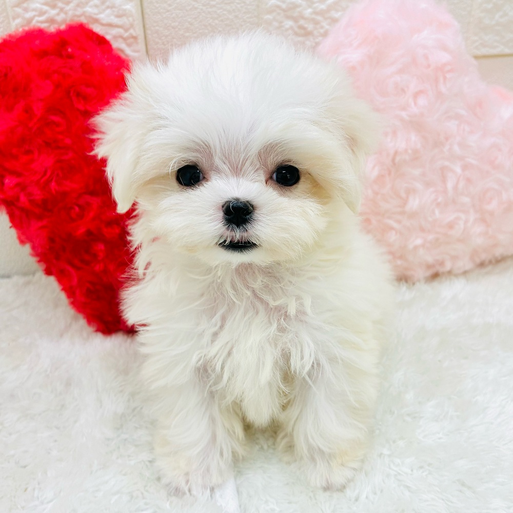 愛知県のマルチーズ (犬の家＆猫の里アミーゴ神の倉店/2025年10月12日生まれ/女の子/ホワイト)の子犬の2枚目の画像