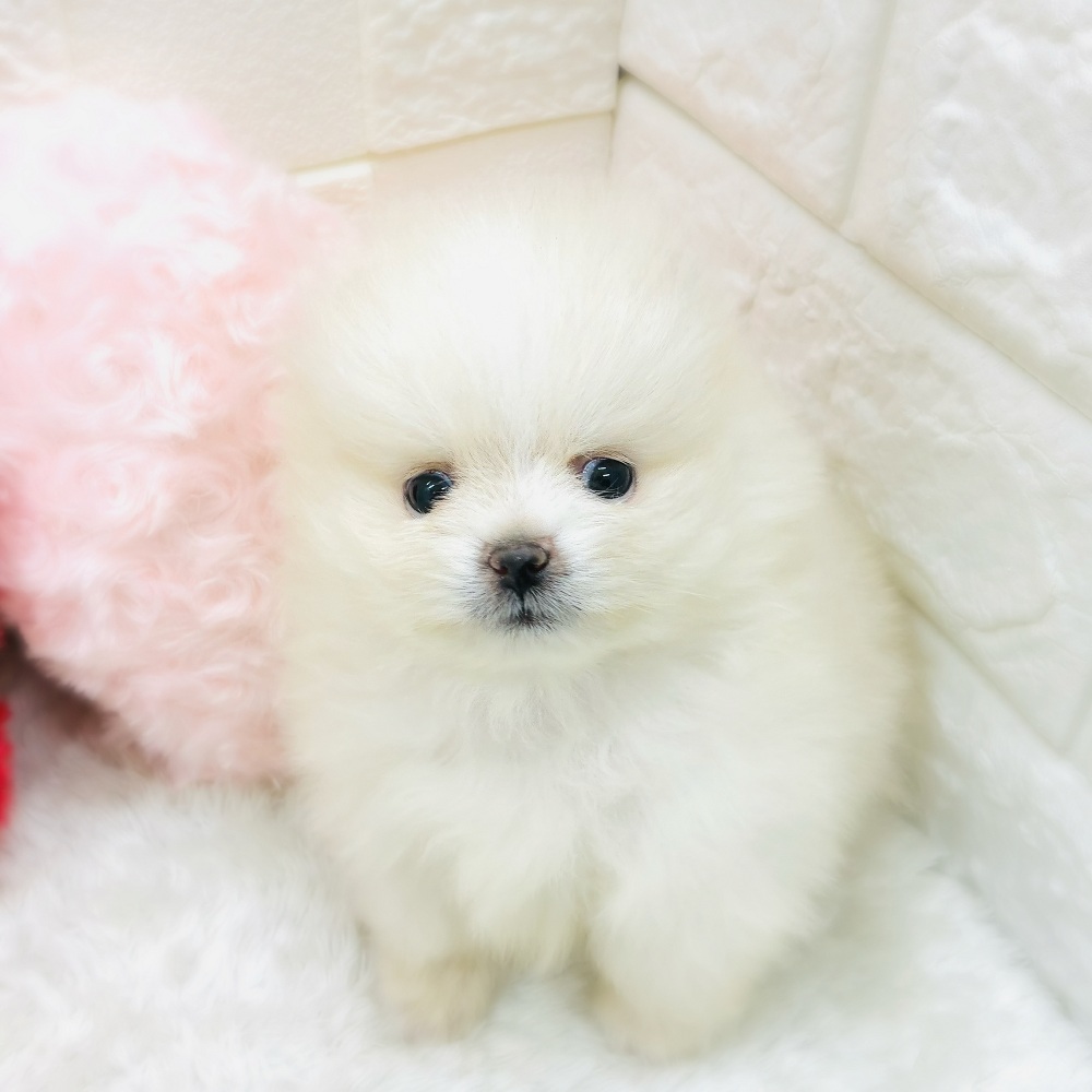 愛知県のポメラニアン (犬の家＆猫の里アミーゴ神の倉店/2025年10月13日生まれ/女の子/ホワイトクリーム)の子犬の2枚目の画像