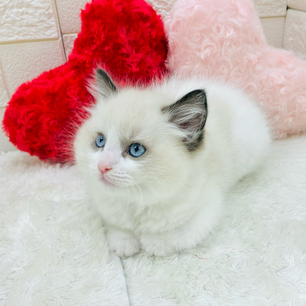 愛知県のラグドール (犬の家＆猫の里アミーゴ神の倉店/2025年10月13日生まれ/男の子/シールポイントバイカラー)の子猫の2枚目の画像