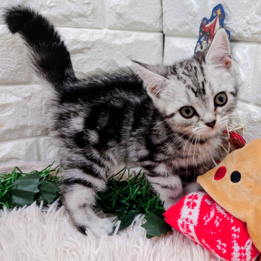 愛知県のアメリカンショートヘアー (犬の家＆猫の里MEGAドン・キホーテ東海名和店/2025年10月16日生まれ/男の子/シルバータビー)の子猫の2枚目の画像
