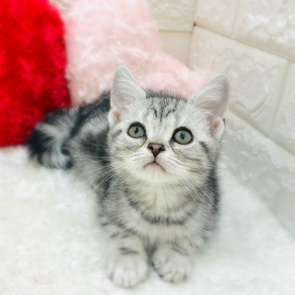 愛知県のアメリカンショートヘアー (犬の家＆猫の里アミーゴ神の倉店/2025年10月16日生まれ/女の子/シルバータビー)の子猫の2枚目の画像