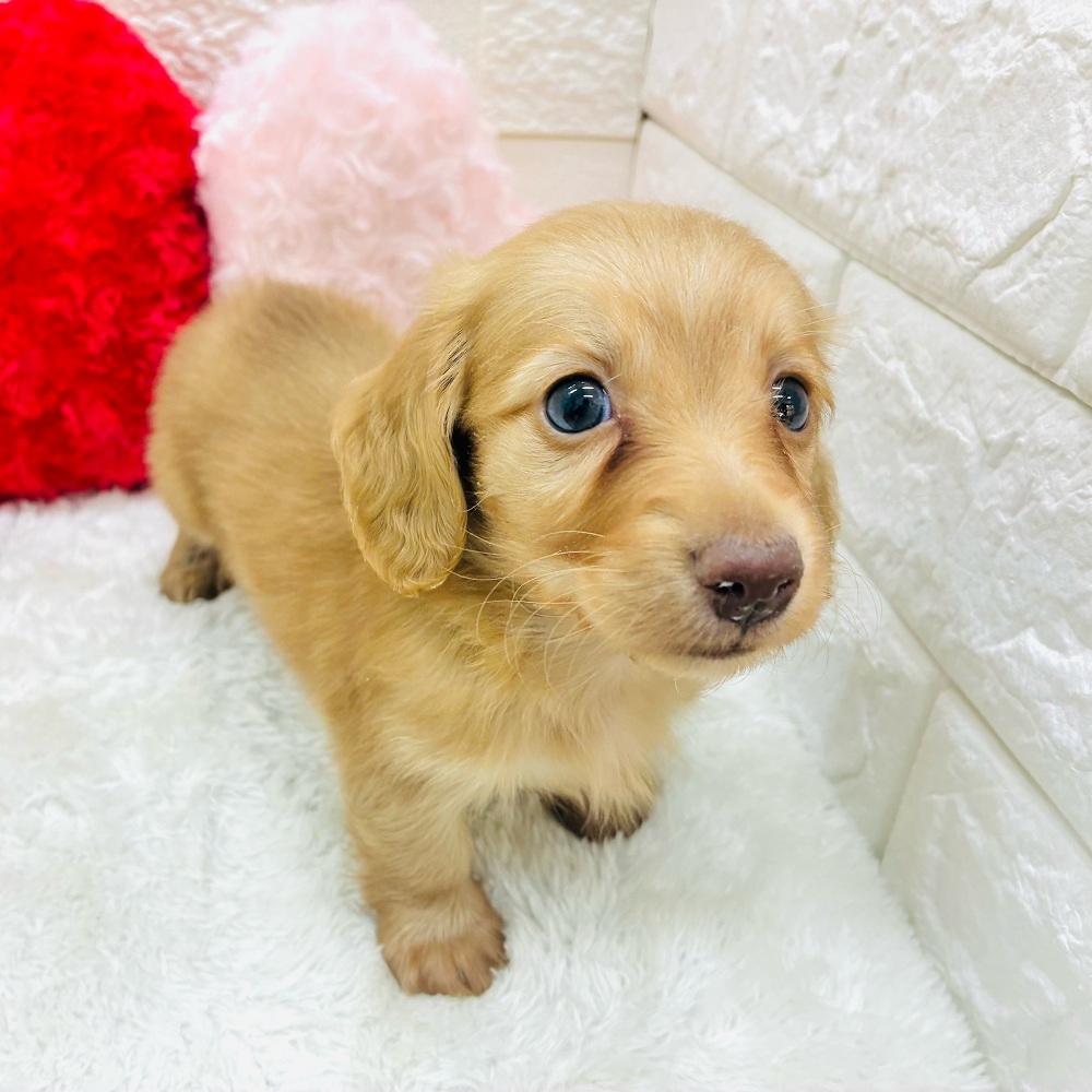 愛知県のミニチュアダックスフンド(ロング) (犬の家＆猫の里アミーゴ神の倉店/2025年10月19日生まれ/男の子/ゴールド)の子犬の2枚目の画像