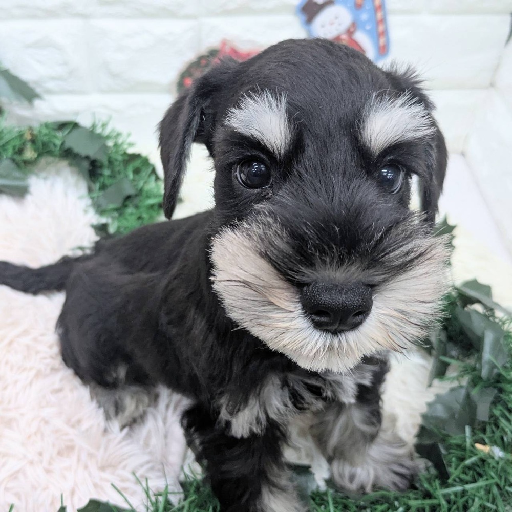 愛知県のミニチュアシュナウザー (犬の家＆猫の里MEGAドン・キホーテ東海名和店/2025年10月22日生まれ/男の子/ブラックシルバー)の子犬の2枚目の画像