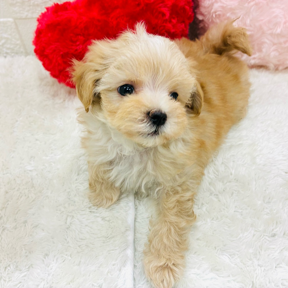 愛知県のマルプー(マルチーズ×プードル) (犬の家＆猫の里アミーゴ神の倉店/2025年10月22日生まれ/男の子/アプリコット)の子犬の2枚目の画像