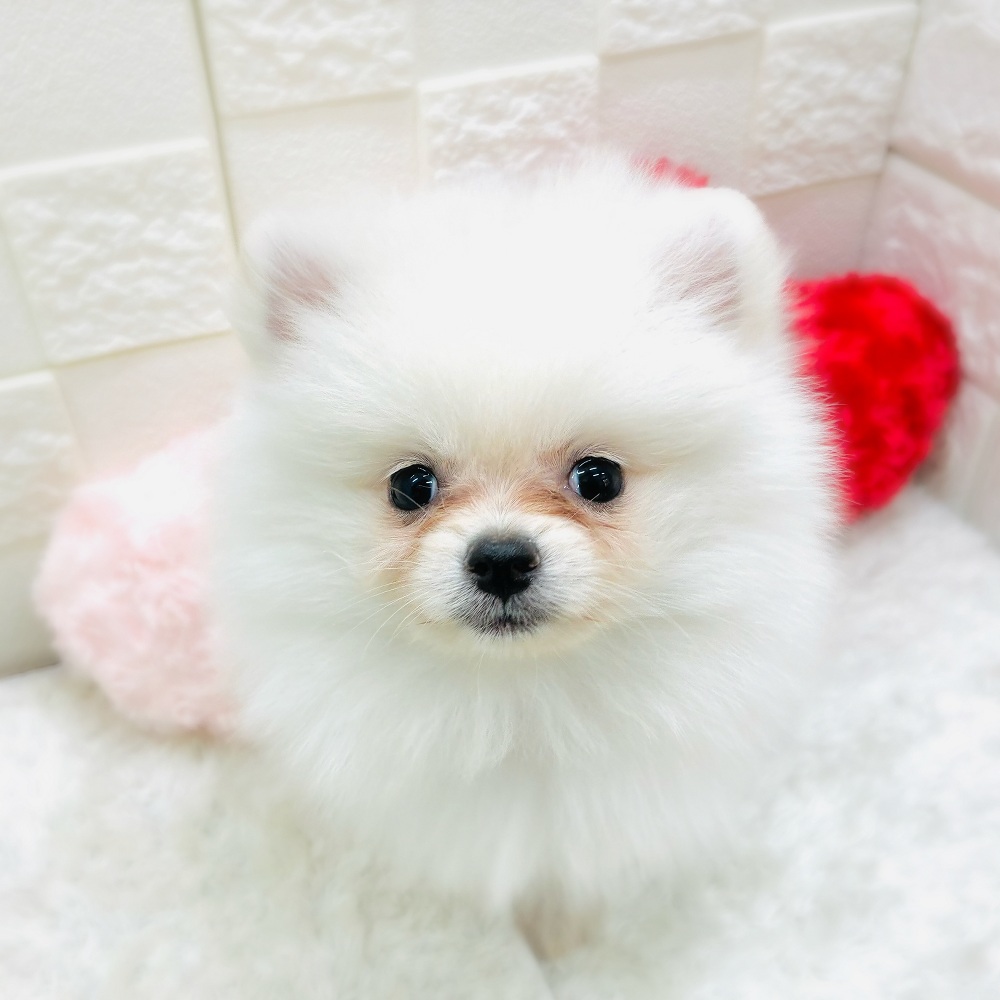 愛知県のポメラニアン (犬の家＆猫の里アミーゴ神の倉店/2025年10月23日生まれ/女の子/クリーム)の子犬の1枚目の画像