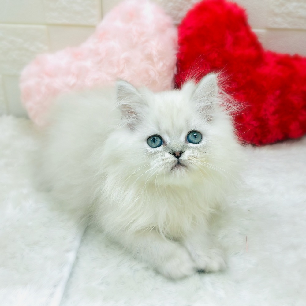 愛知県のミヌエット (犬の家＆猫の里アミーゴ神の倉店/2025年10月17日生まれ/男の子/シルバーマッカレルタビーホワイト)の子猫の1枚目の画像