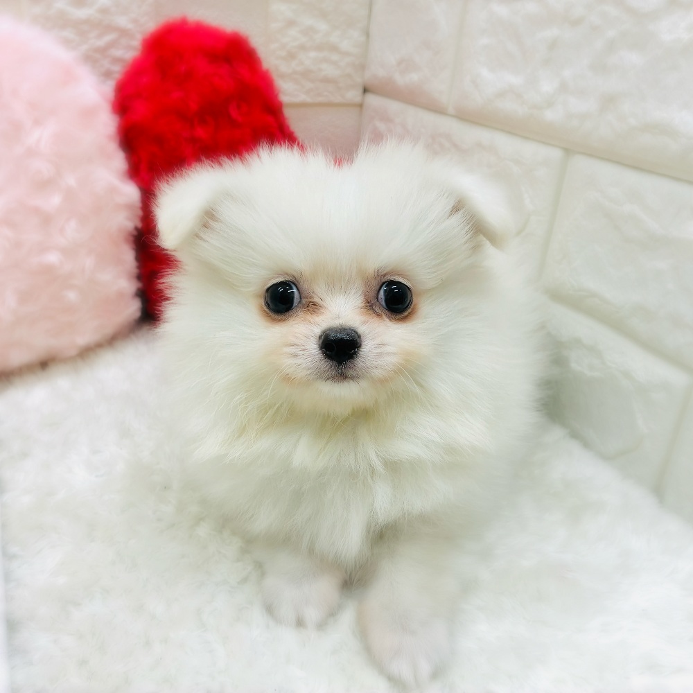 愛知県のポメチワ/チワポメ/ポメチー(ポメラニアン×チワワ) (犬の家＆猫の里アミーゴ神の倉店/2025年10月28日生まれ/男の子/クリーム)の子犬の1枚目の画像
