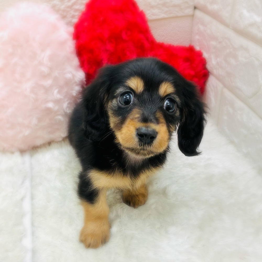 愛知県のミニチュアダックスフンド(ロング) (犬の家＆猫の里アミーゴ神の倉店/2025年10月28日生まれ/女の子/ブラックタン)の子犬の1枚目の画像