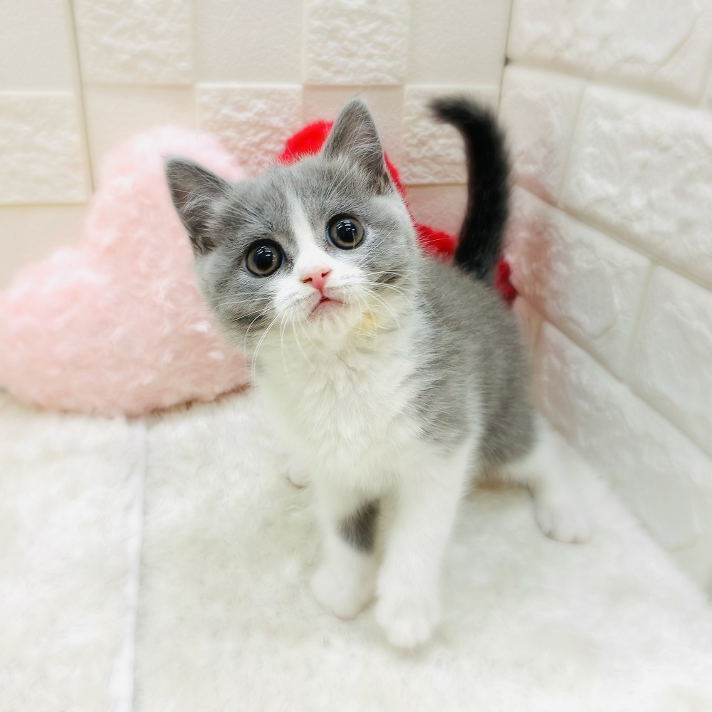 愛知県のブリティッシュショートヘアー (犬の家＆猫の里アミーゴ神の倉店/2025年10月29日生まれ/女の子/ブルーホワイト)の子猫