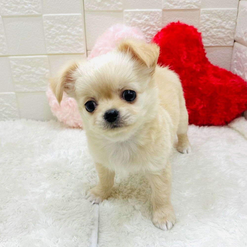 愛知県のチワワ(ロング) (犬の家＆猫の里アミーゴ神の倉店/2025年10月31日生まれ/男の子/クリームホワイト)の子犬の2枚目の画像