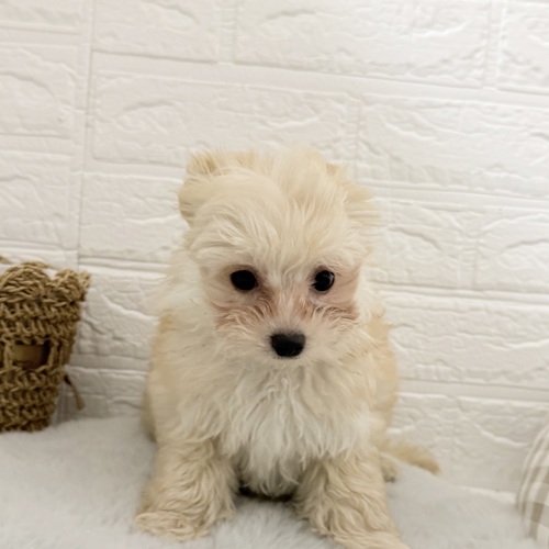愛知県のチワプー/プーチー(チワワ×プードル) (犬の家＆猫の里豊川インター店/2025年10月28日生まれ/男の子/クリーム)の子犬の2枚目の画像