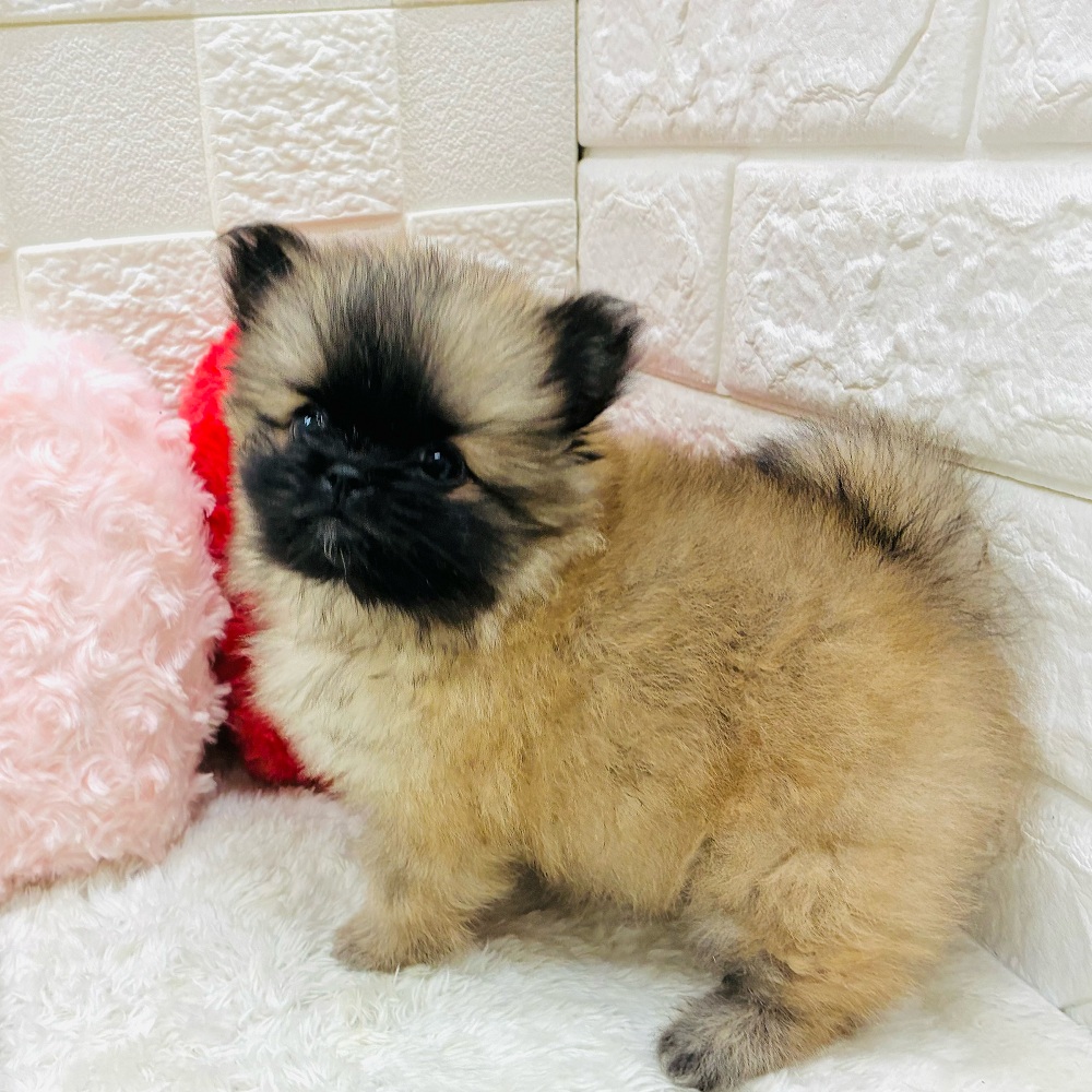 愛知県のペキポメ/ポメペキ(ペキニーズ×ポメラニアン) (犬の家＆猫の里アミーゴ神の倉店/2025年11月1日生まれ/女の子/フォーン)の子犬の2枚目の画像