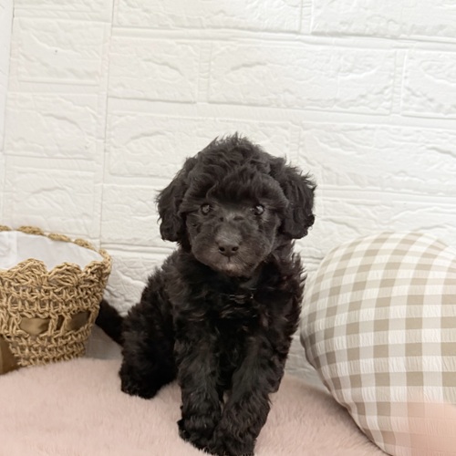 愛知県のトイプードル(トイ) (犬の家＆猫の里豊川インター店/2025年11月2日生まれ/女の子/シルバー)の子犬の1枚目の画像