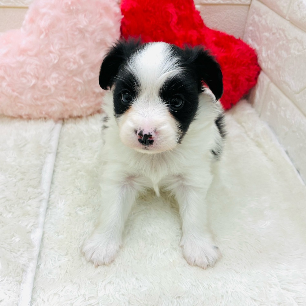 愛知県のパピヨン (犬の家＆猫の里アミーゴ神の倉店/2025年11月3日生まれ/女の子/ホワイトブラック)の子犬の2枚目の画像