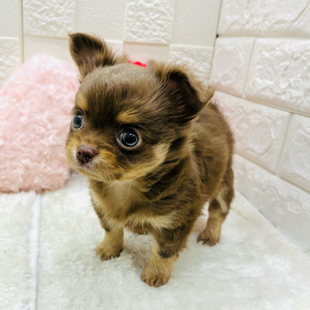 愛知県のチワワ(ロング) (犬の家＆猫の里アミーゴ神の倉店/2025年11月2日生まれ/男の子/チョコレートタン)の子犬の2枚目の画像