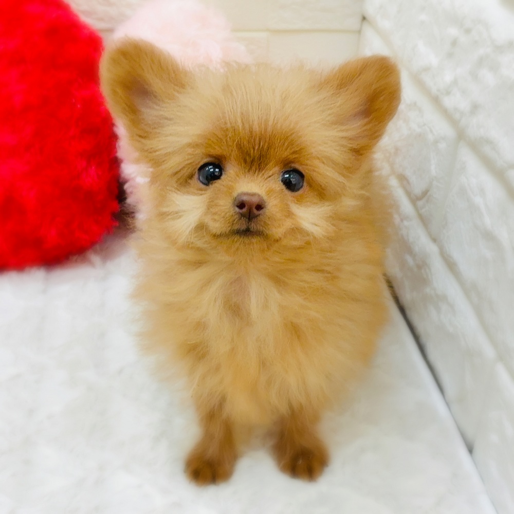 愛知県のチワプー/プーチー(チワワ×プードル) (犬の家＆猫の里アミーゴ神の倉店/2025年11月9日生まれ/女の子/レッド)の子犬の1枚目の画像