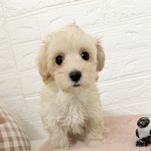 愛知県のマルプー(マルチーズ×プードル) (犬の家＆猫の里豊川インター店/2025年11月4日生まれ/女の子/クリーム)の子犬の2枚目の画像