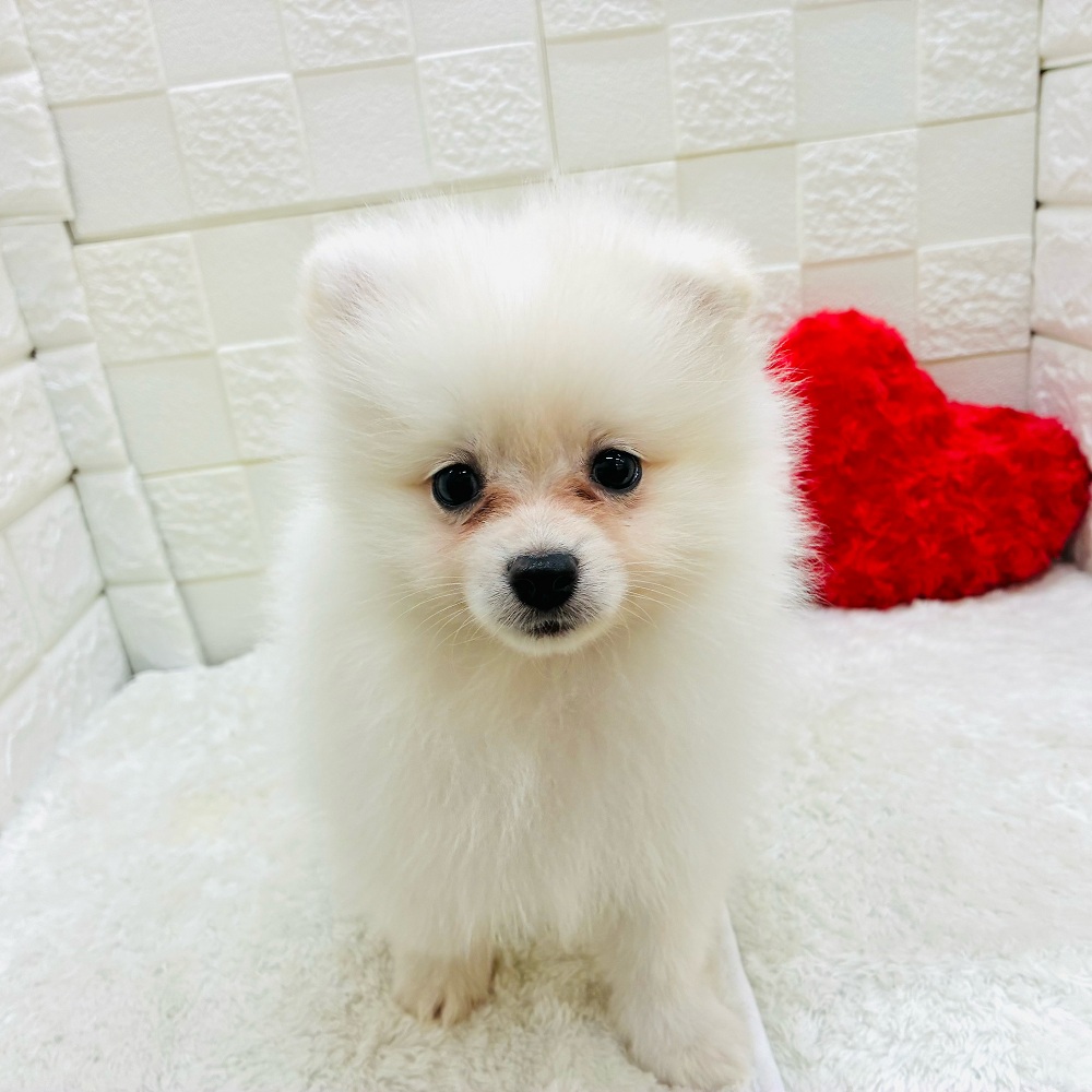 愛知県のポメラニアン (犬の家＆猫の里アミーゴ神の倉店/2025年11月9日生まれ/男の子/クリーム)の子犬の2枚目の画像