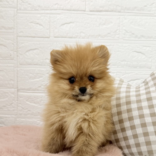 ポメラニアン女の子の写真
