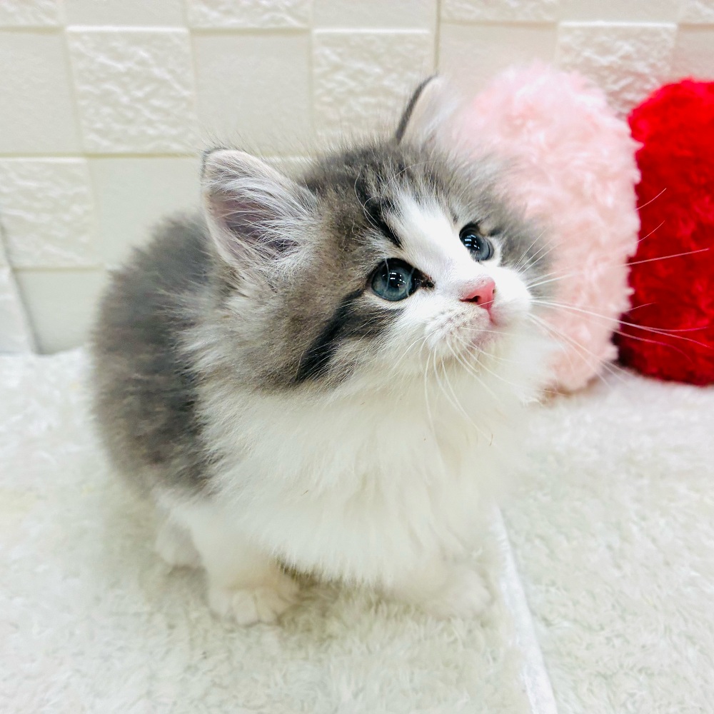 愛知県のノルウェージャンフォレストキャット (犬の家＆猫の里アミーゴ神の倉店/2025年11月8日生まれ/男の子/ブルータビーホワイト)の子猫の2枚目の画像