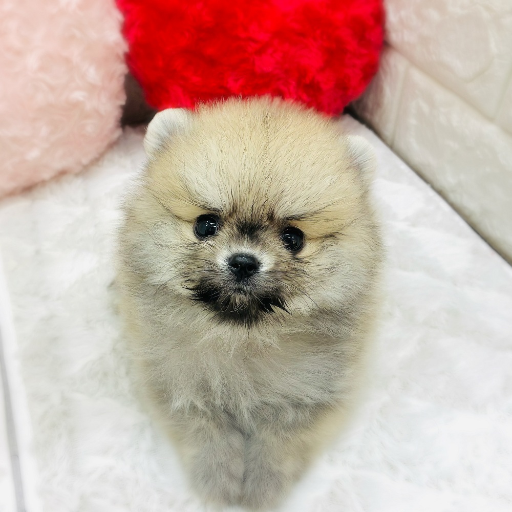 ハーフ犬男の子の写真