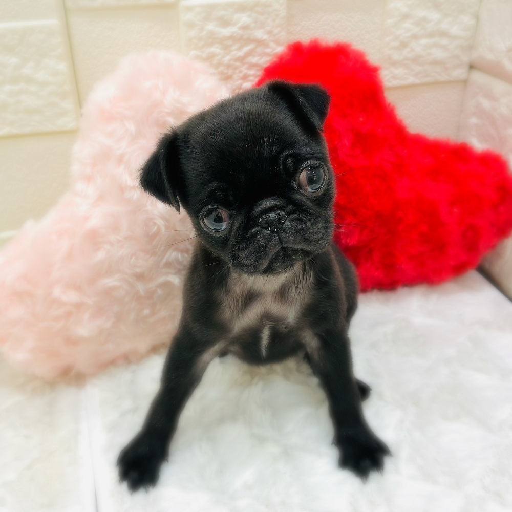 パグ女の子の写真