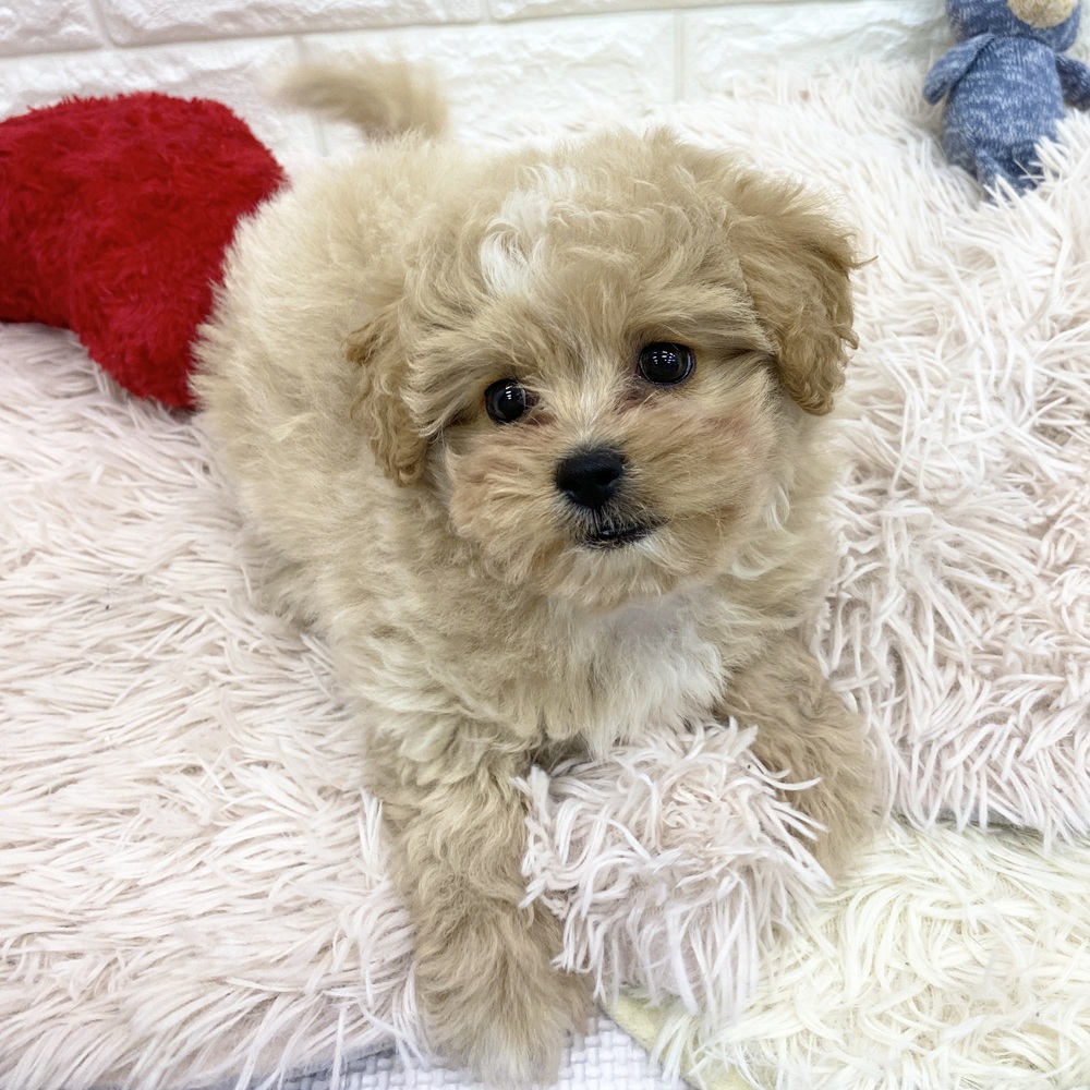 愛知県のペキプー(ペキニーズ×プードル) (犬の家＆猫の里MEGAドン・キホーテ東海名和店/2025年11月24日生まれ/男の子/クリームホワイト)の子犬の2枚目の画像