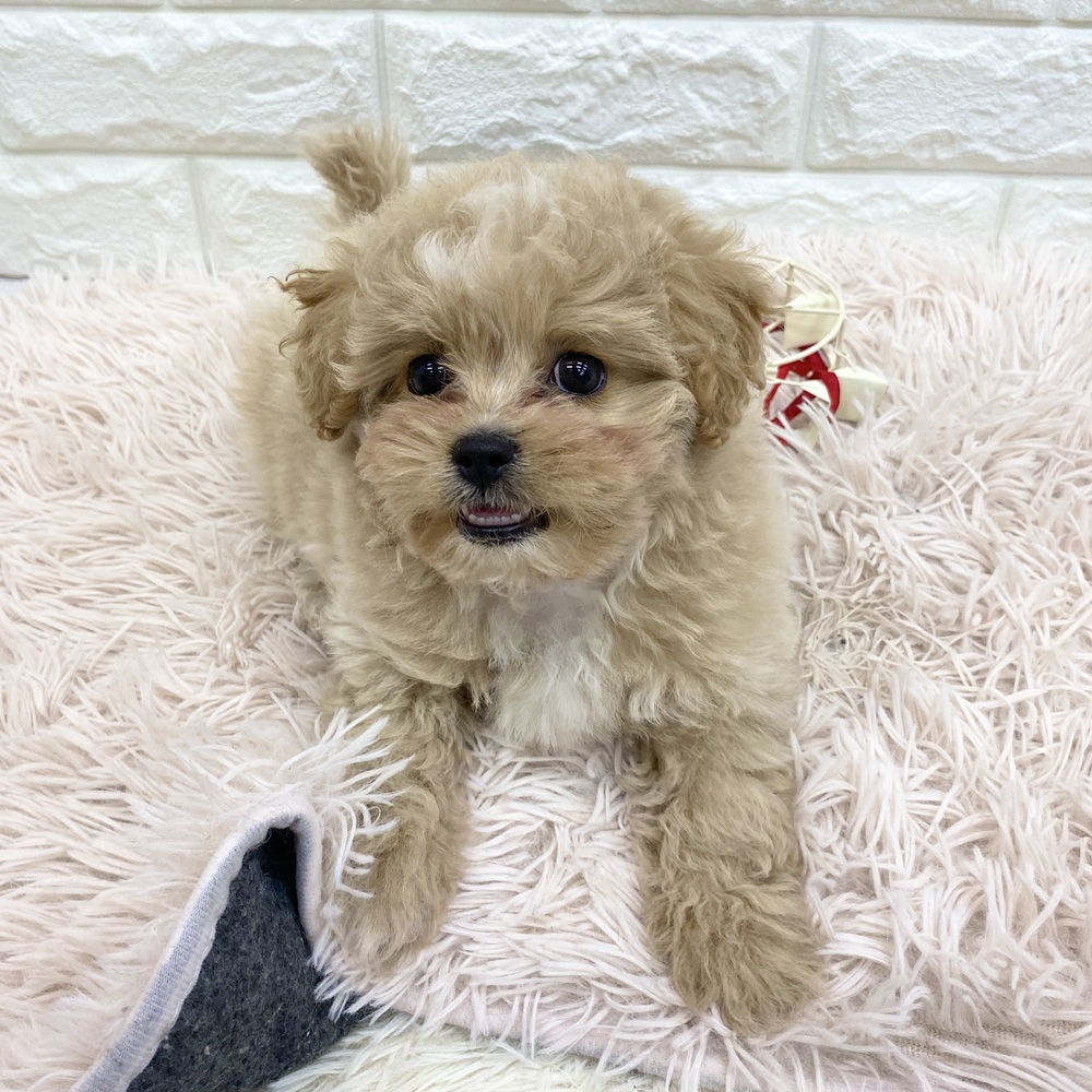 愛知県のペキプー(ペキニーズ×プードル) (犬の家＆猫の里MEGAドン・キホーテ東海名和店/2025年11月24日生まれ/男の子/クリームホワイト)の子犬の2枚目の画像