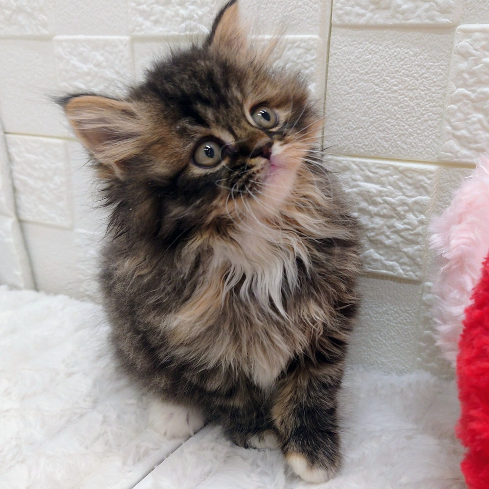 愛知県のスコティッシュストレート (犬の家＆猫の里アミーゴ神の倉店/2025年12月2日生まれ/女の子/ブラックタビーホワイト)の子猫の2枚目の画像