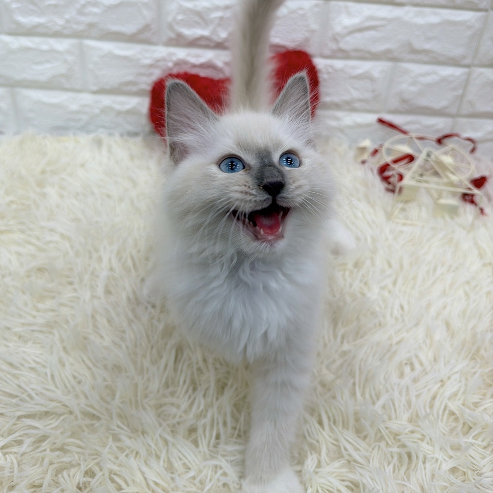 愛知県のラグドール (犬の家＆猫の里MEGAドン・キホーテ東海名和店/2025年11月27日生まれ/女の子/ブルーポイントミテッド)の子猫の2枚目の画像