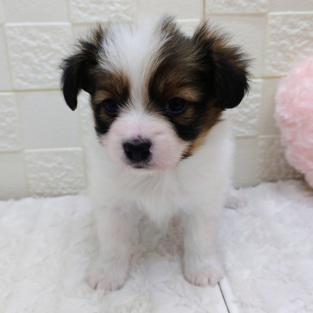 愛知県のパピヨン (犬の家＆猫の里アミーゴ神の倉店/2025年12月1日生まれ/男の子/ホワイトブラウン)の子犬の2枚目の画像