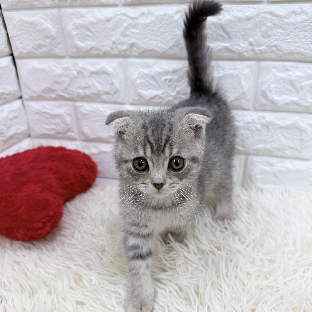 愛知県のスコティッシュフォールド (犬の家＆猫の里MEGAドン・キホーテ東海名和店/2025年11月30日生まれ/男の子/ブルーマッカレルタビー)の子猫の1枚目の画像