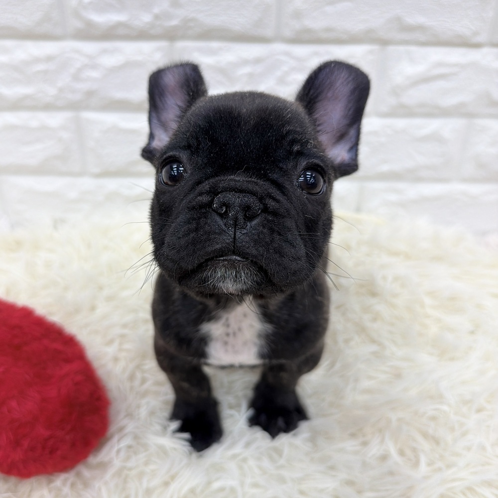 愛知県のフレンチブルドッグ (犬の家＆猫の里MEGAドン・キホーテ東海名和店/2025年12月13日生まれ/男の子/ブリンドル)の子犬