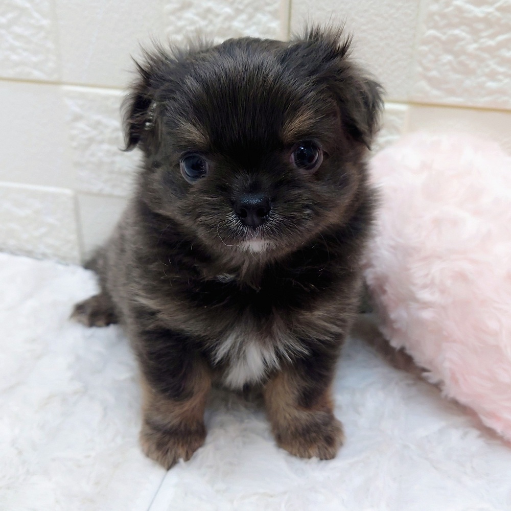 愛知県のチワワ(ロング) (犬の家＆猫の里アミーゴ神の倉店/2025年12月23日生まれ/男の子/ブルータンホワイト)の子犬の2枚目の画像