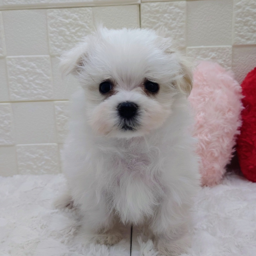 愛知県のマルチーズ (犬の家＆猫の里アミーゴ神の倉店/2025年12月23日生まれ/男の子/ホワイト)の子犬の1枚目の画像