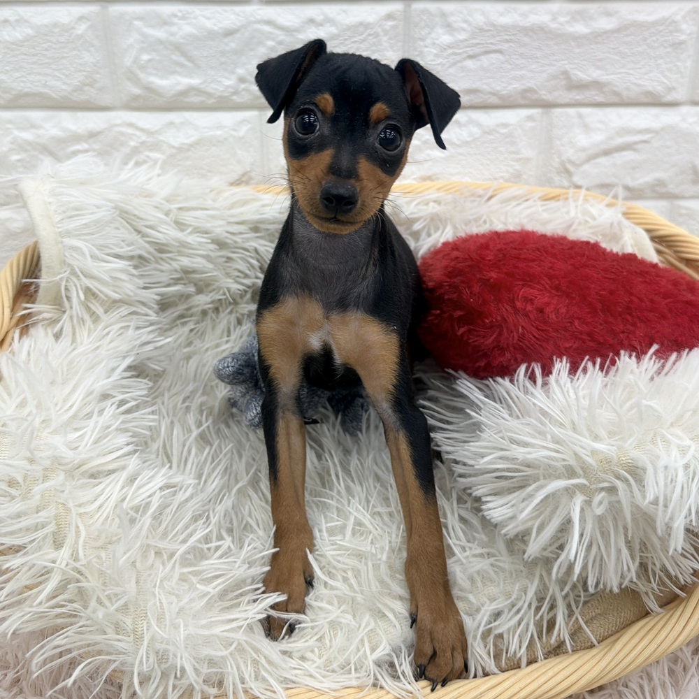 愛知県のミニチュアピンシャー (犬の家＆猫の里MEGAドン・キホーテ東海名和店/2025年12月28日生まれ/男の子/ブラックタン)の子犬の1枚目の画像