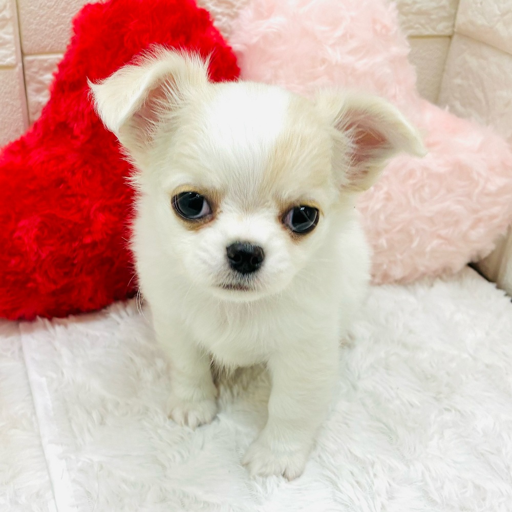 愛知県のチワワ(ロング) (犬の家＆猫の里アミーゴ神の倉店/2025年12月30日生まれ/男の子/クリームホワイト)の子犬の2枚目の画像