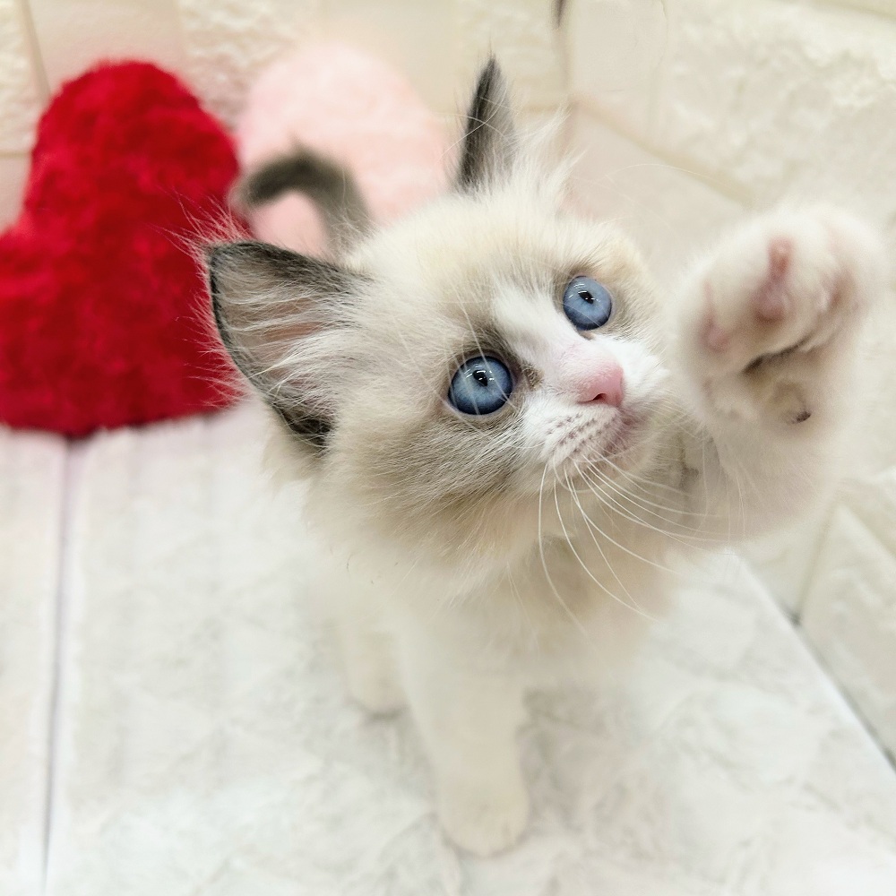 愛知県のラグドール (犬の家＆猫の里アミーゴ神の倉店/2025年12月31日生まれ/女の子/シールポイントバイカラー)の子猫の2枚目の画像