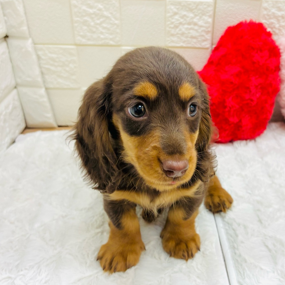 愛知県のミニチュアダックスフンド(ロング) (犬の家＆猫の里アミーゴ神の倉店/2025年12月31日生まれ/男の子/チョコレートタン)の子犬の2枚目の画像