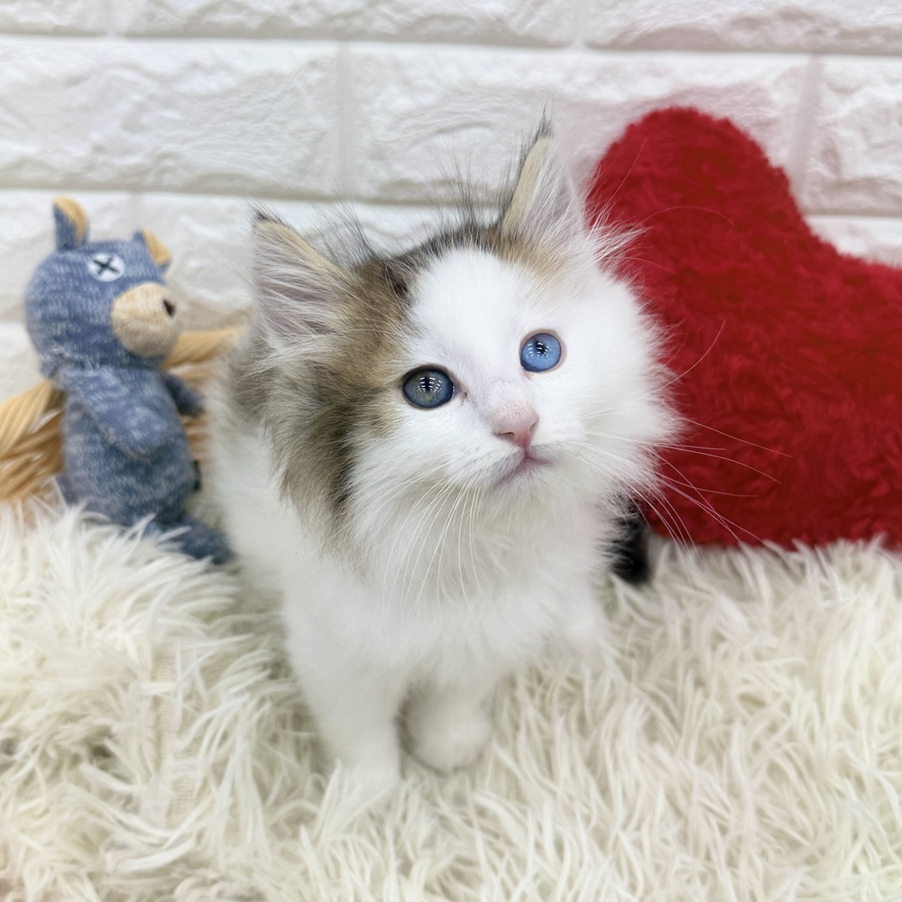 愛知県のノルウェージャンフォレストキャット (犬の家＆猫の里MEGAドン・キホーテ東海名和店/2026年1月2日生まれ/男の子/ブラウンタビーホワイト)の子猫の2枚目の画像