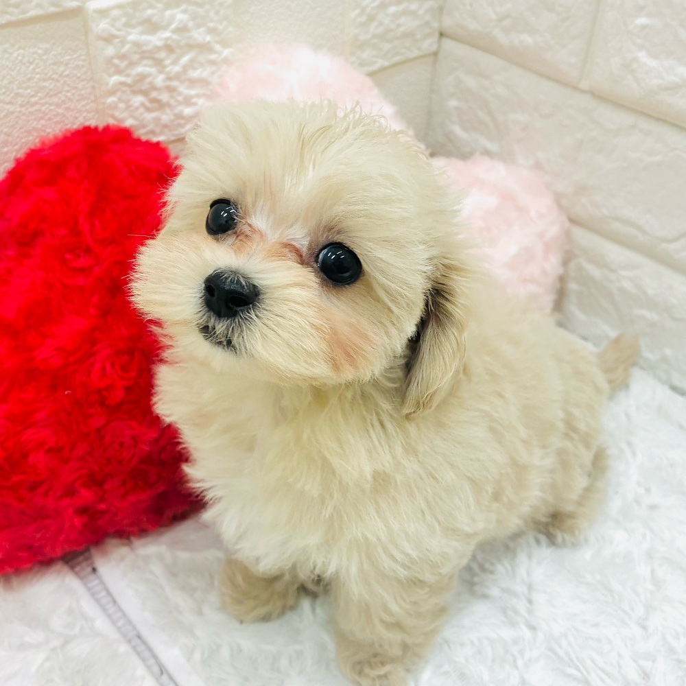 愛知県のマルプー(マルチーズ×プードル) (犬の家＆猫の里アミーゴ神の倉店/2026年1月4日生まれ/女の子/クリーム)の子犬の2枚目の画像