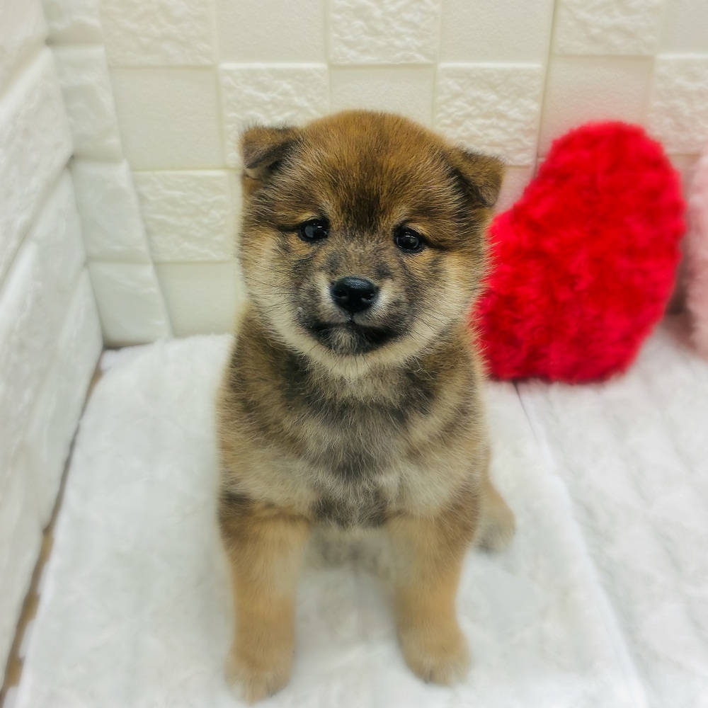 愛知県の柴犬(標準サイズ) (犬の家＆猫の里アミーゴ神の倉店/2026年1月2日生まれ/女の子/赤)の子犬の2枚目の画像