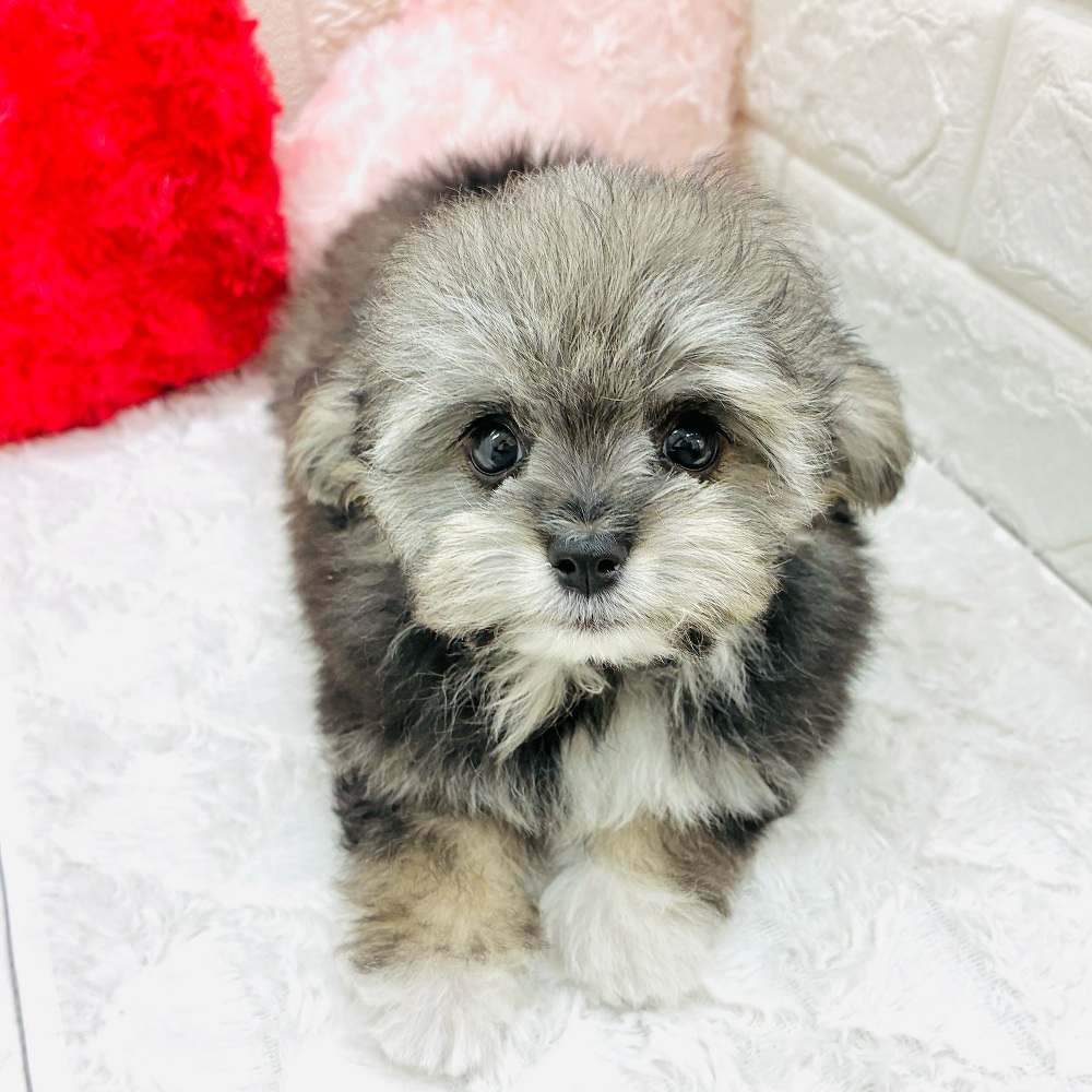 愛知県のチワプー/プーチー(チワワ×プードル) (犬の家＆猫の里アミーゴ神の倉店/2026年1月5日生まれ/男の子/クリームセーブル)の子犬の2枚目の画像