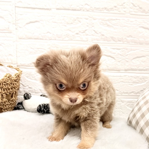 愛知県のポメチワ/チワポメ/ポメチー(ポメラニアン×チワワ) (犬の家＆猫の里豊川インター店/2026年1月7日生まれ/男の子/イザベラタン)の子犬の2枚目の画像