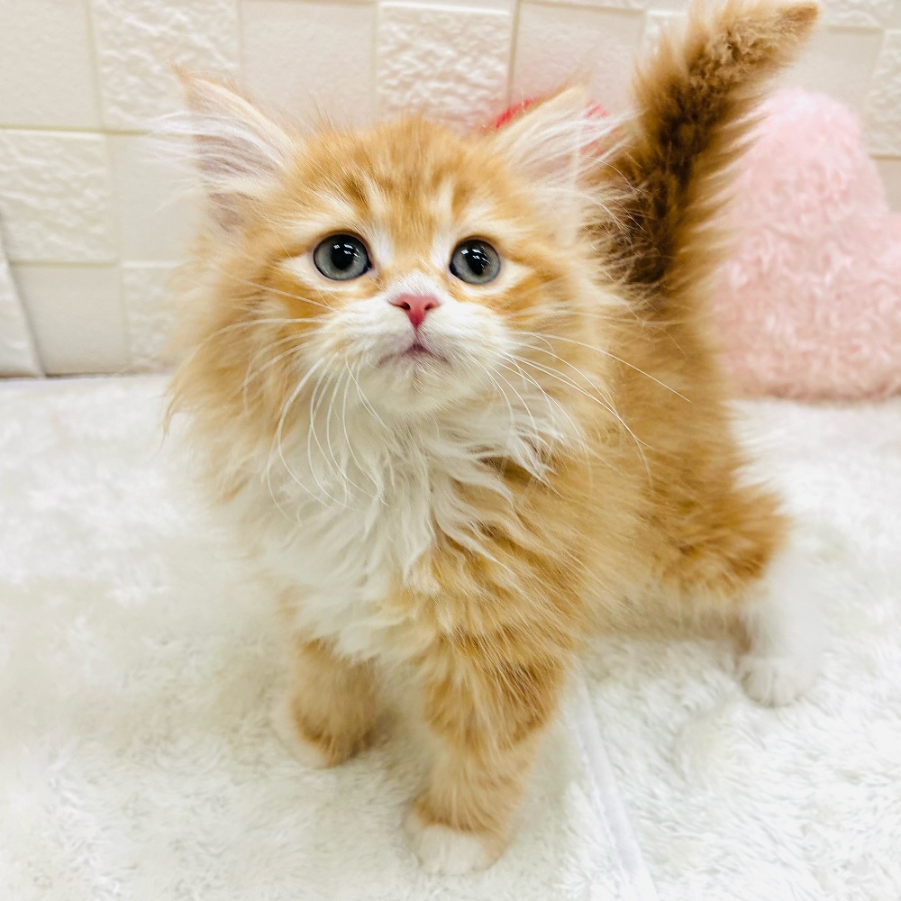 愛知県のサイベリアン (犬の家＆猫の里アミーゴ神の倉店/2025年12月29日生まれ/男の子/レッドタビーホワイト)の子猫の2枚目の画像