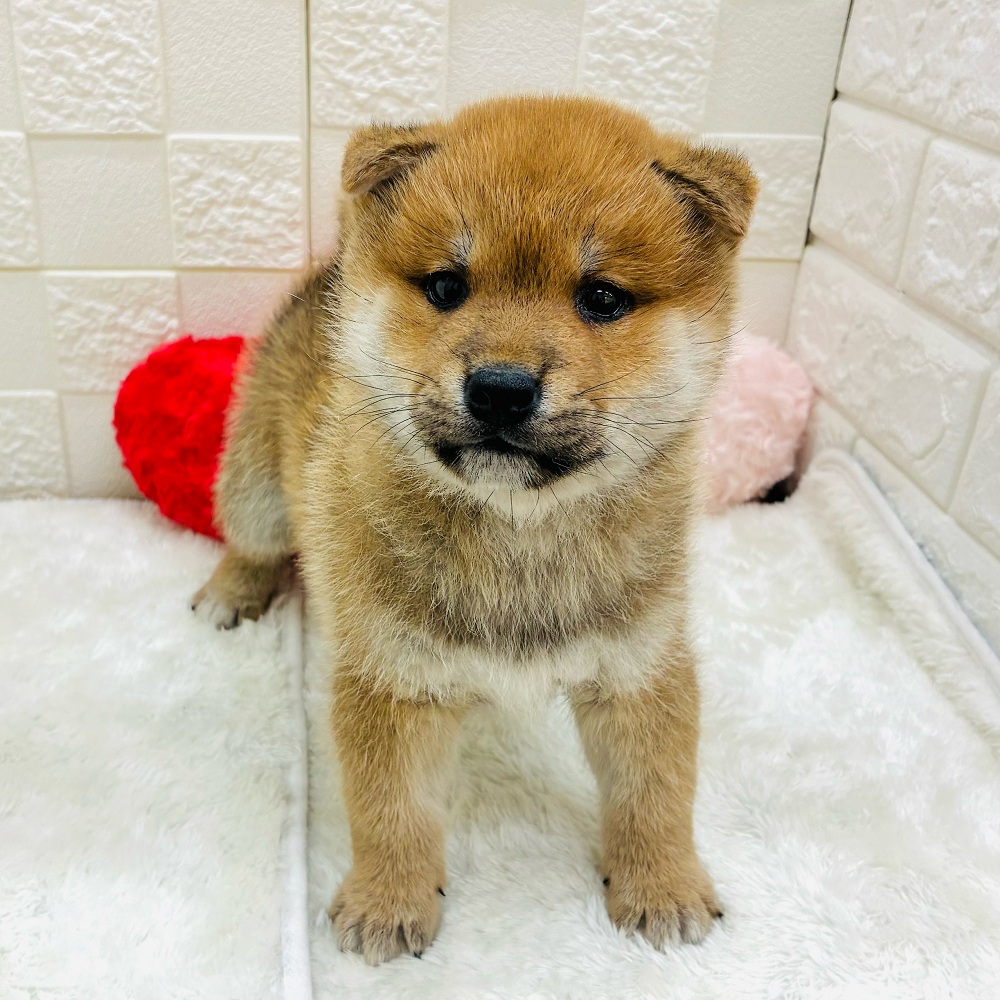愛知県の柴犬(標準サイズ) (犬の家＆猫の里アミーゴ神の倉店/2026年1月14日生まれ/男の子/赤)の子犬の2枚目の画像